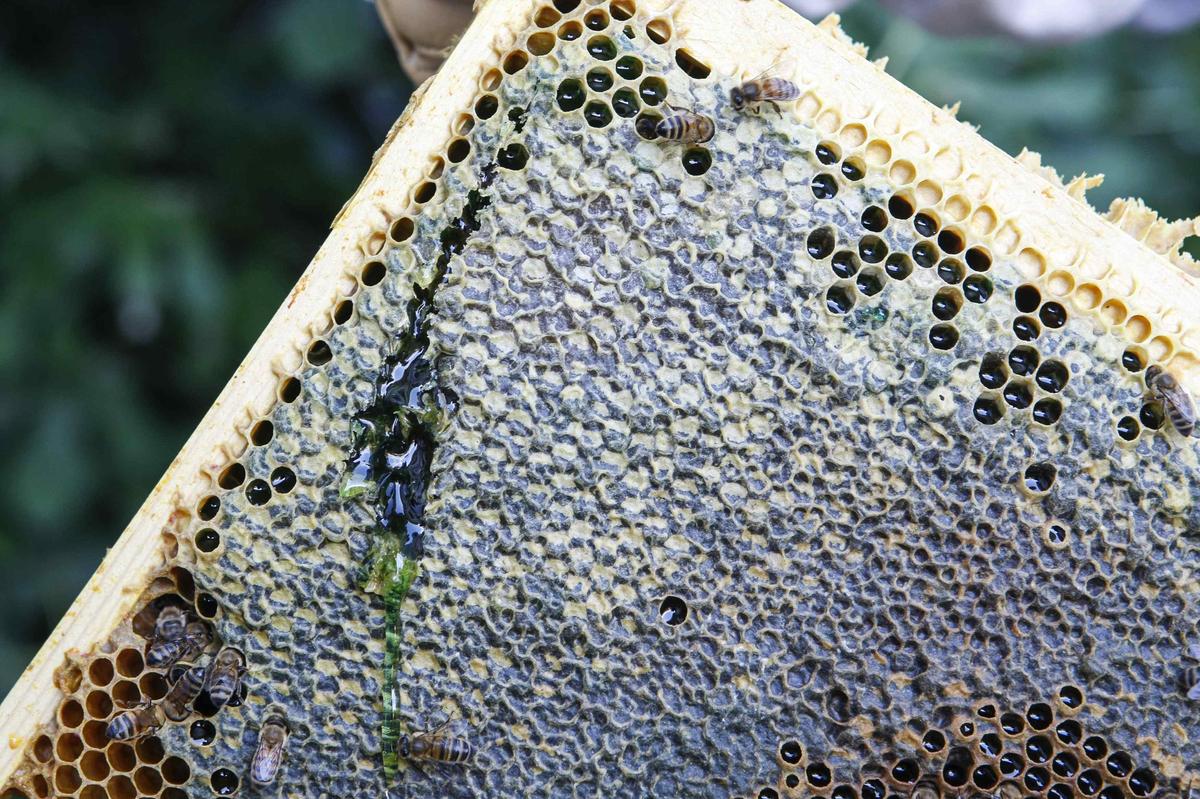 A green-coloured honeycomb from a beehive.