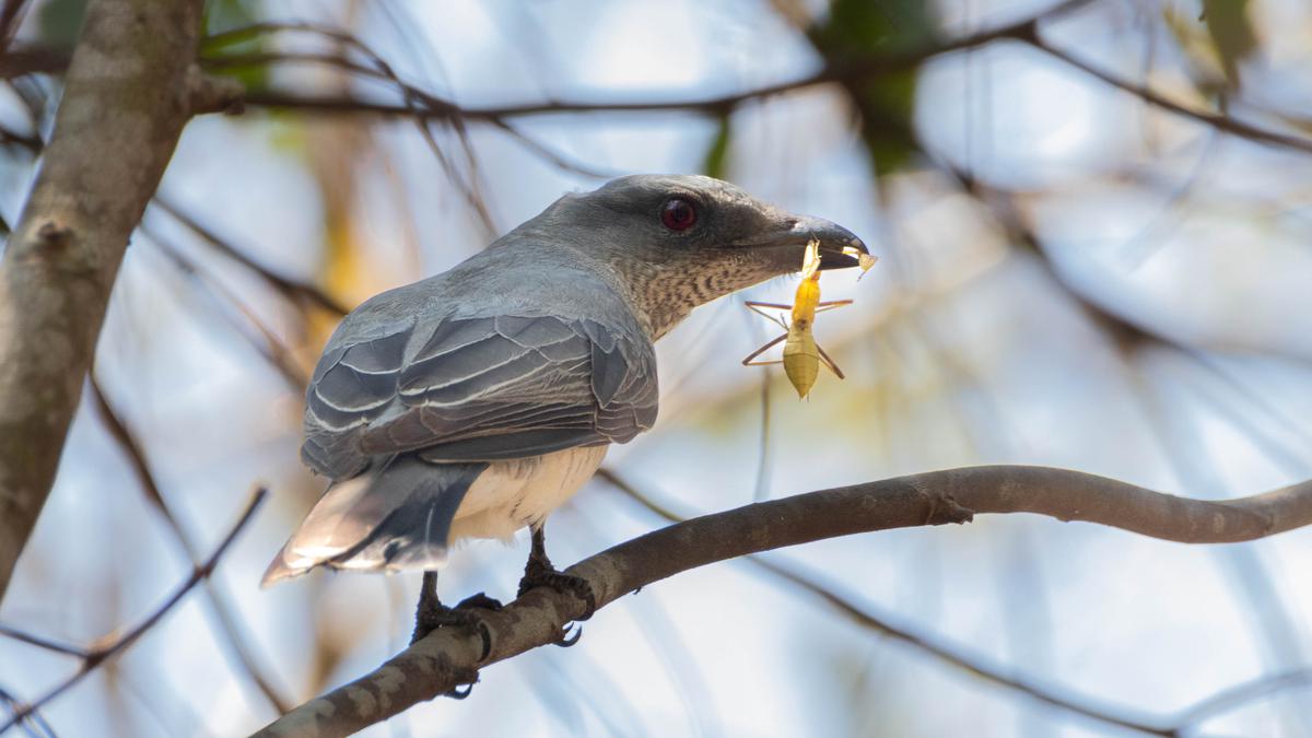 Campus bird count records highest 114 species of birds in Mangalore University