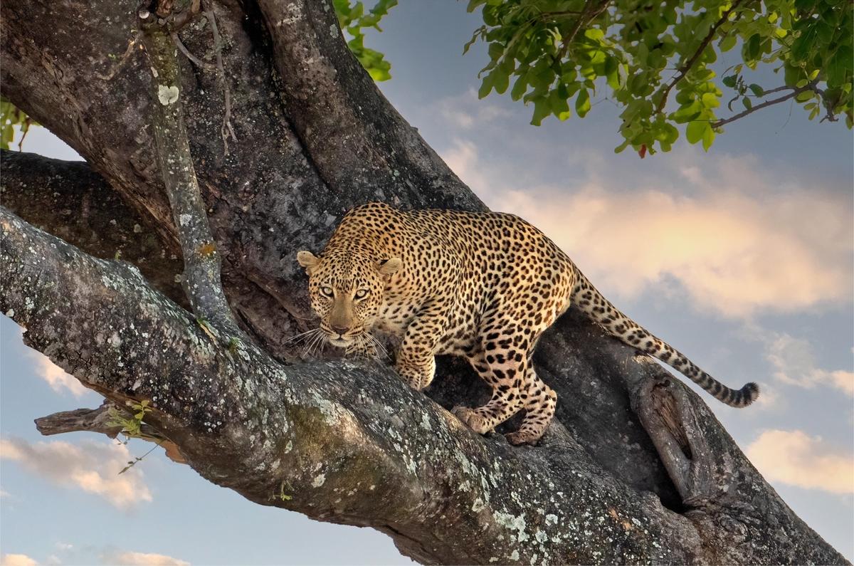 Alert leopard on a tree in Botswana