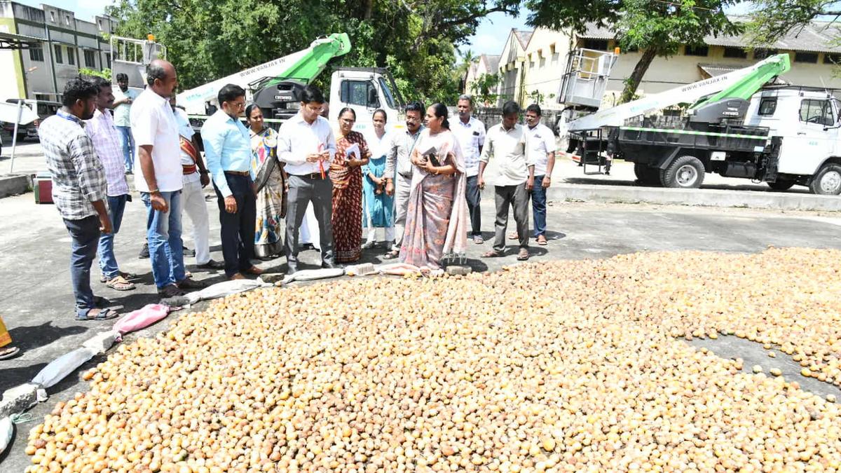 Coconut farmers buoyed by 15% higher rate for copra in local market, arrival in regulated markets muted