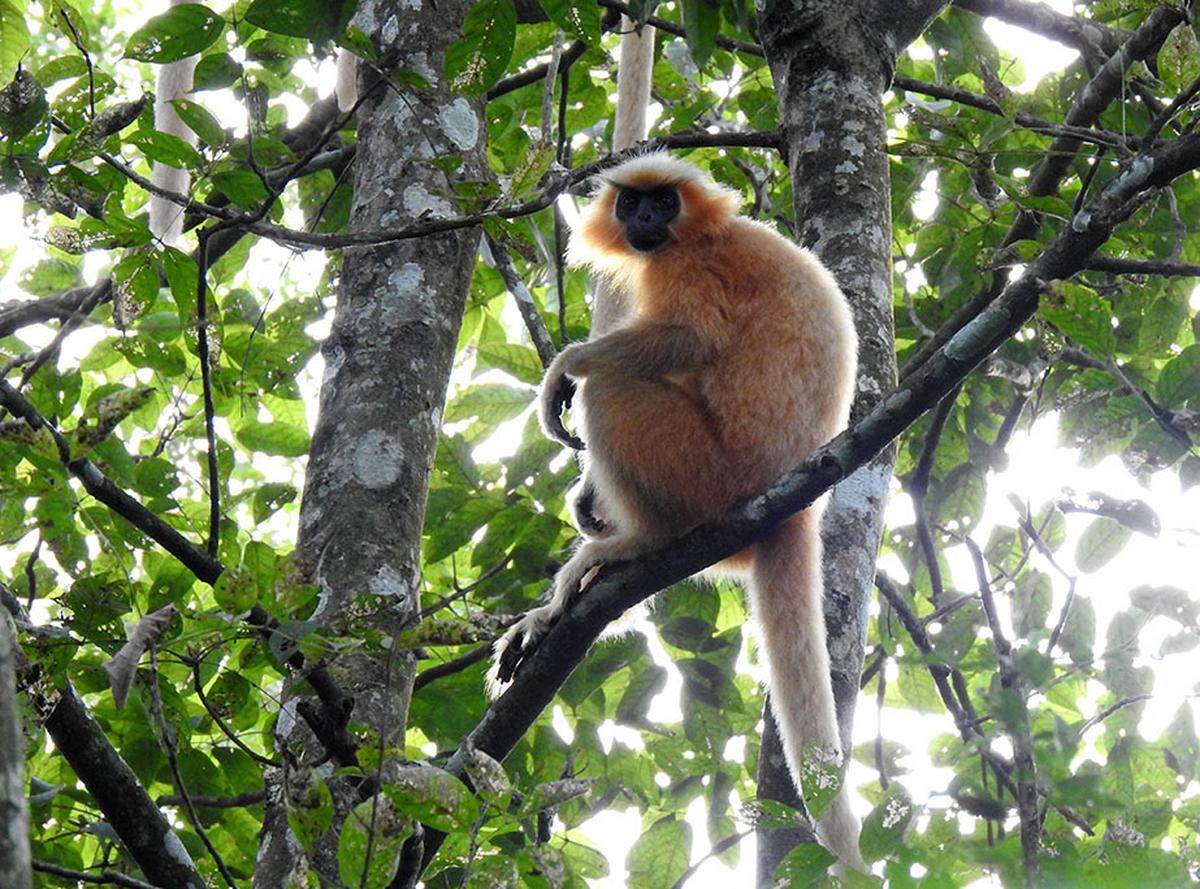 Golden langur