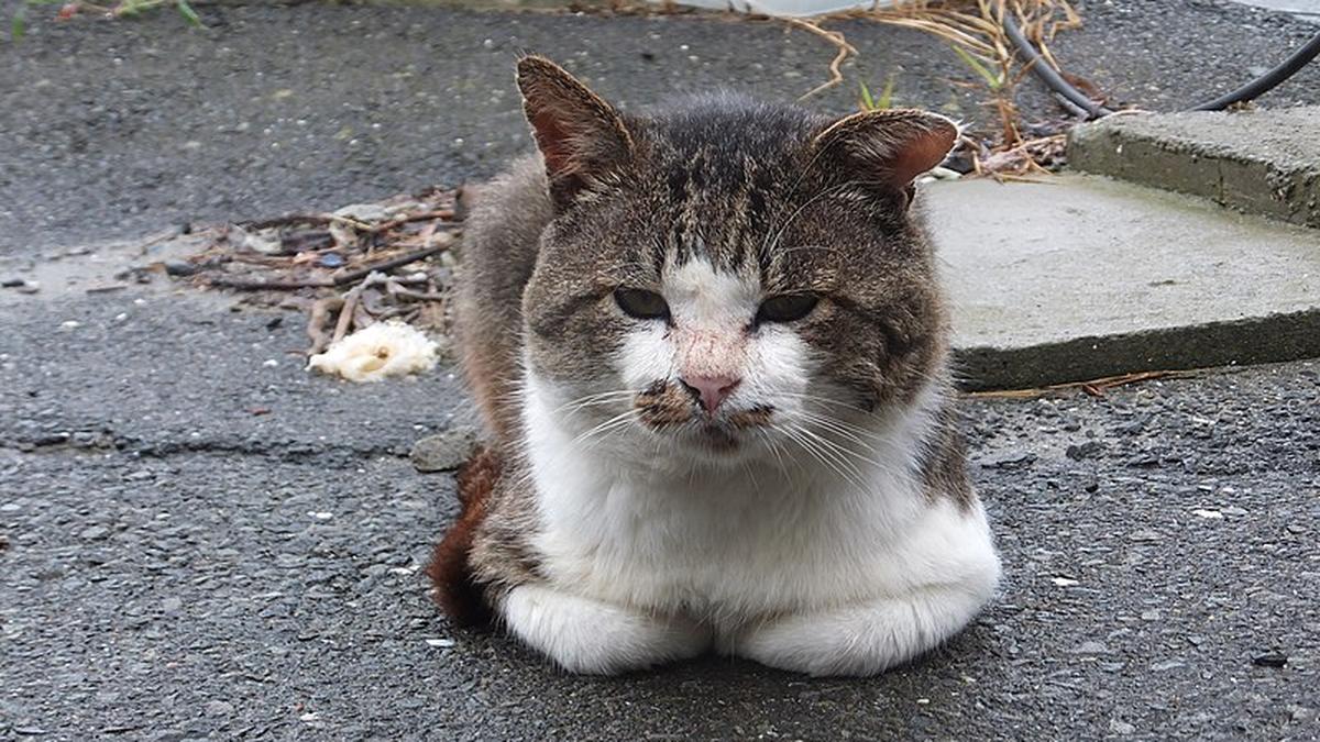 When were cats domesticated? The Hindu