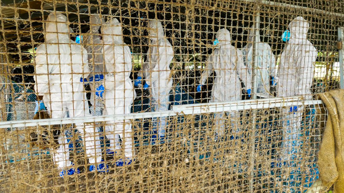 Avian influenza outbreak: over 5,900 birds culled in Alappuzha