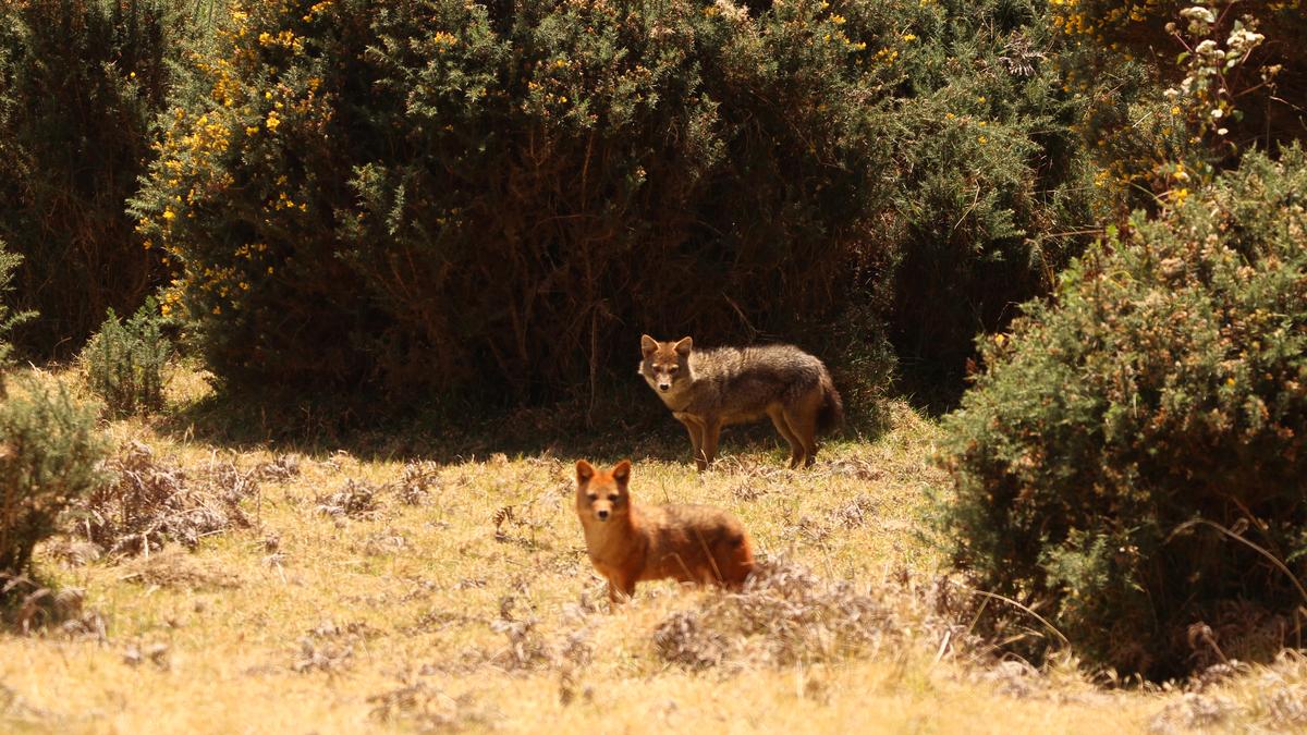 Erythrism recorded among golden jackals in Nilgiris raises concerns about population health