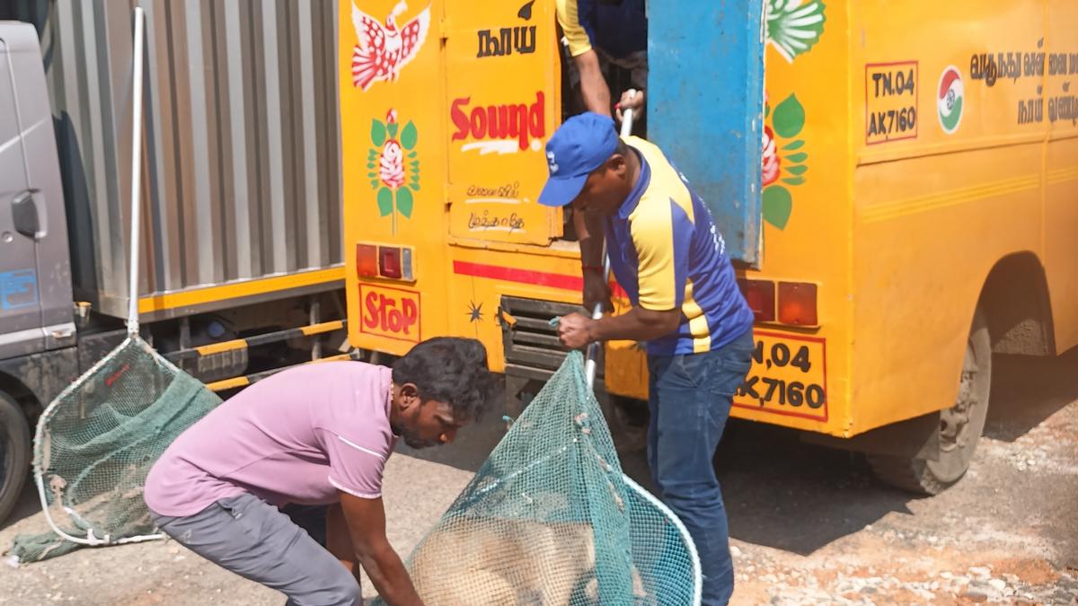 Greater Chennai Corporation intensifies dog capturing activities near Anna Square ahead of Republic Day