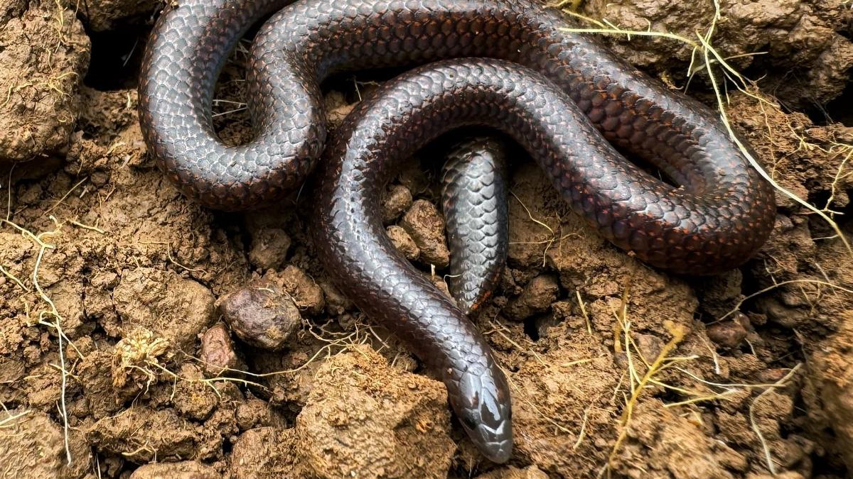 Rare and endangered herpetofauna recorded in survey at Mudumalai Tiger Reserve