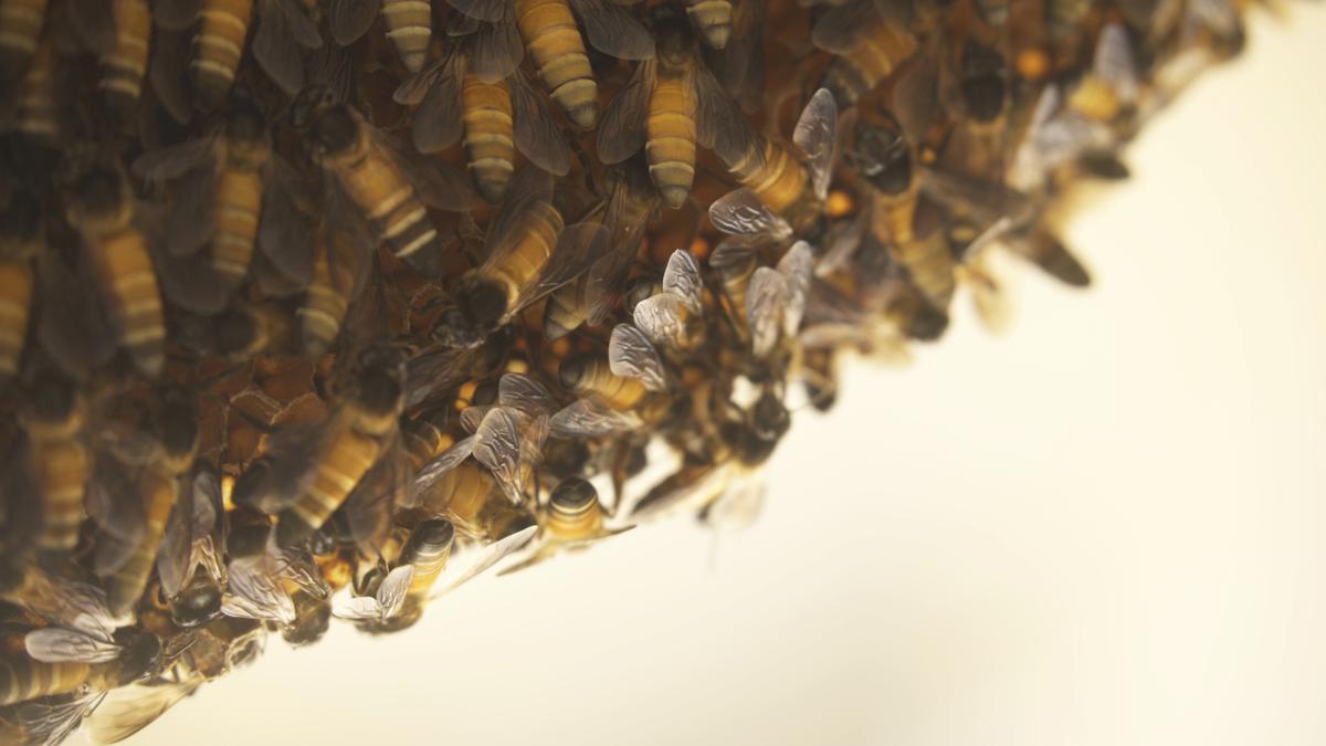 Rajani Mani’s docu-film Colonies in Battle pans in on the influence of the altering environmental and man-made elements on honey bees