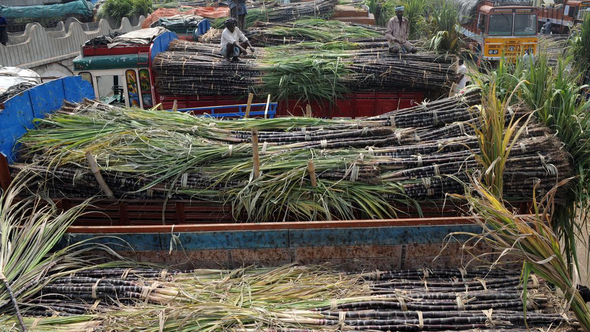 Haryana sugarcane farmers to hold State-wide protests seeking hike in support price