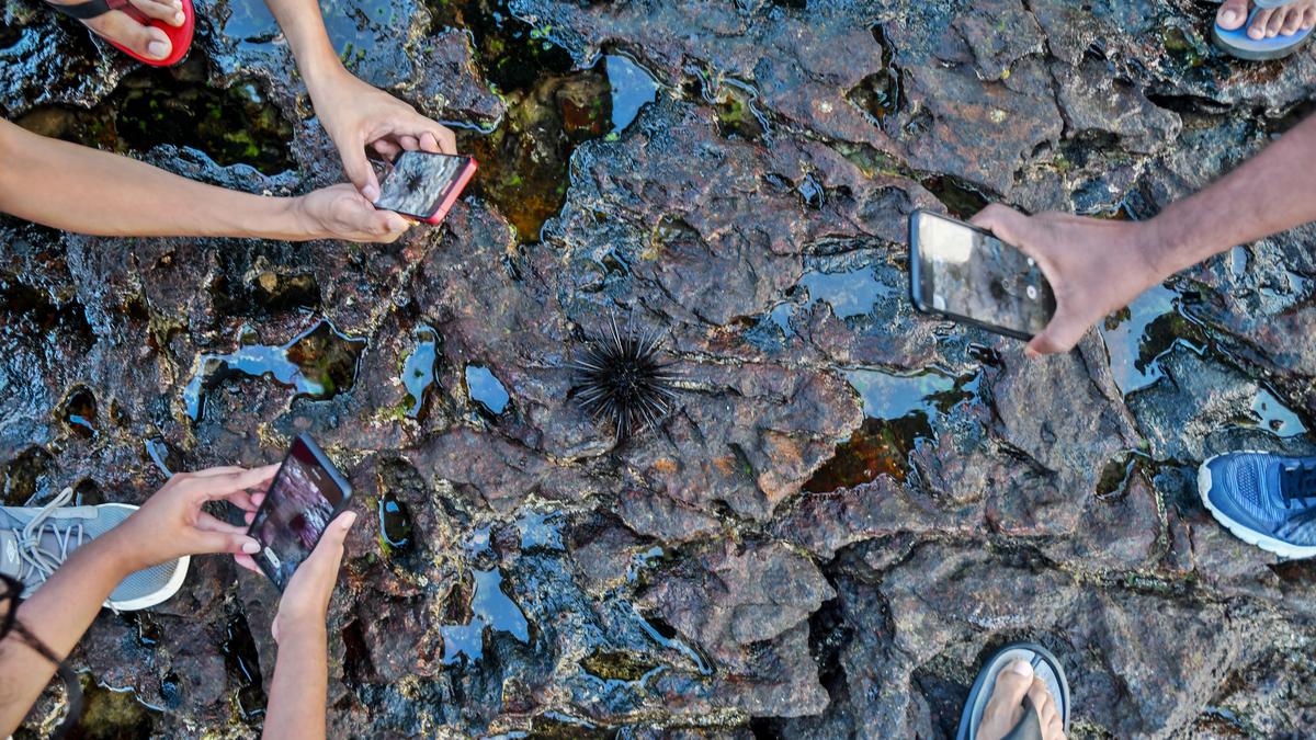 Tide turns for conservation: India’s largest intertidal bioblitz to begin from January 26