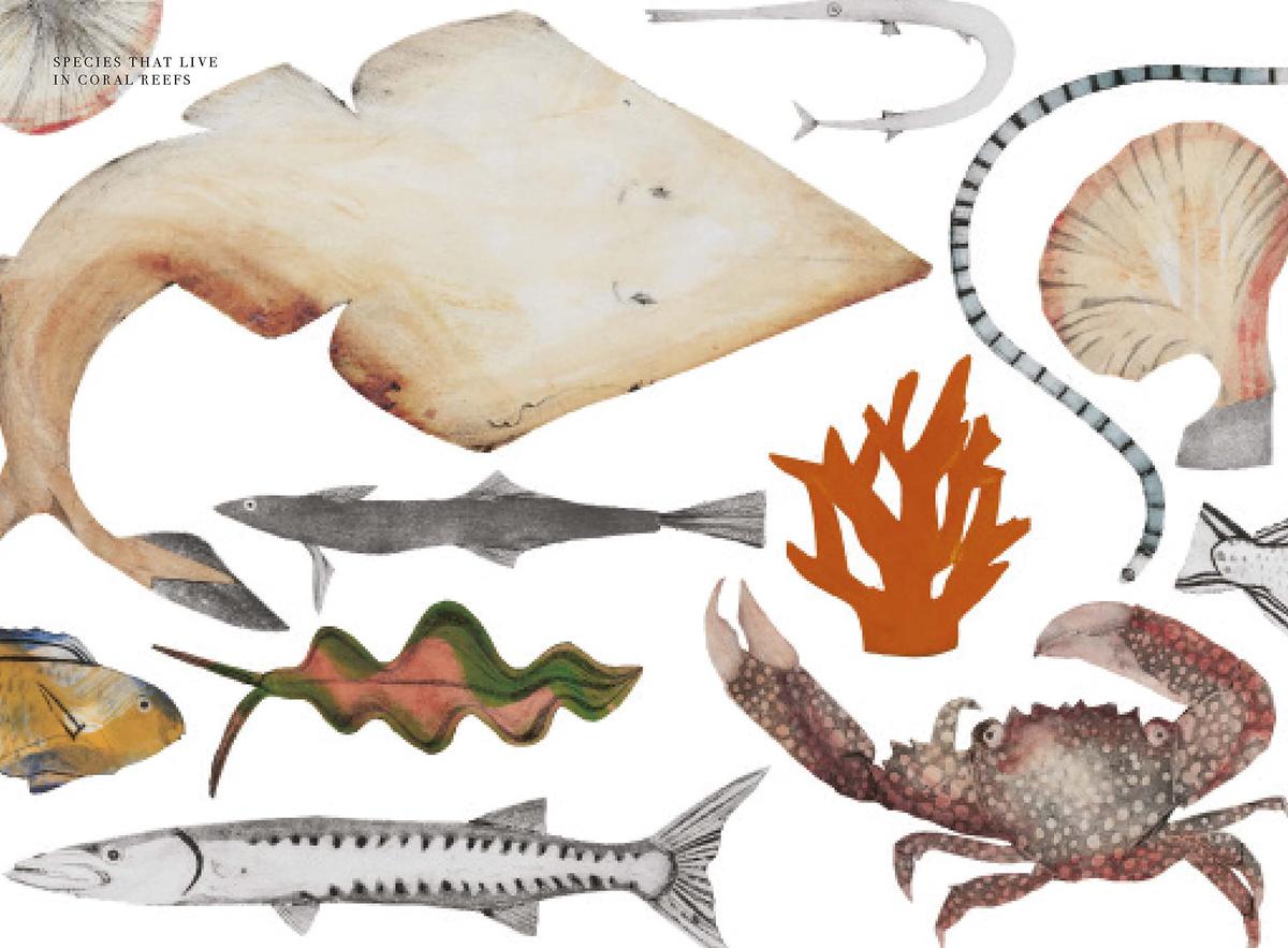 Species that live in coral reefs — a page from the book.