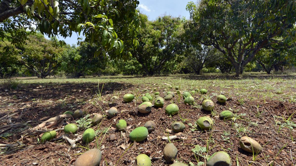 Altered flowering season, hailstorm hit mango growers hard for third  consecutive year - The Hindu