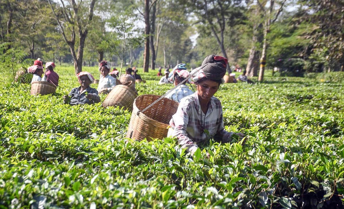 thehindu.com - Rahul Karmakar - West Asia crisis hurting Indian tea exporters