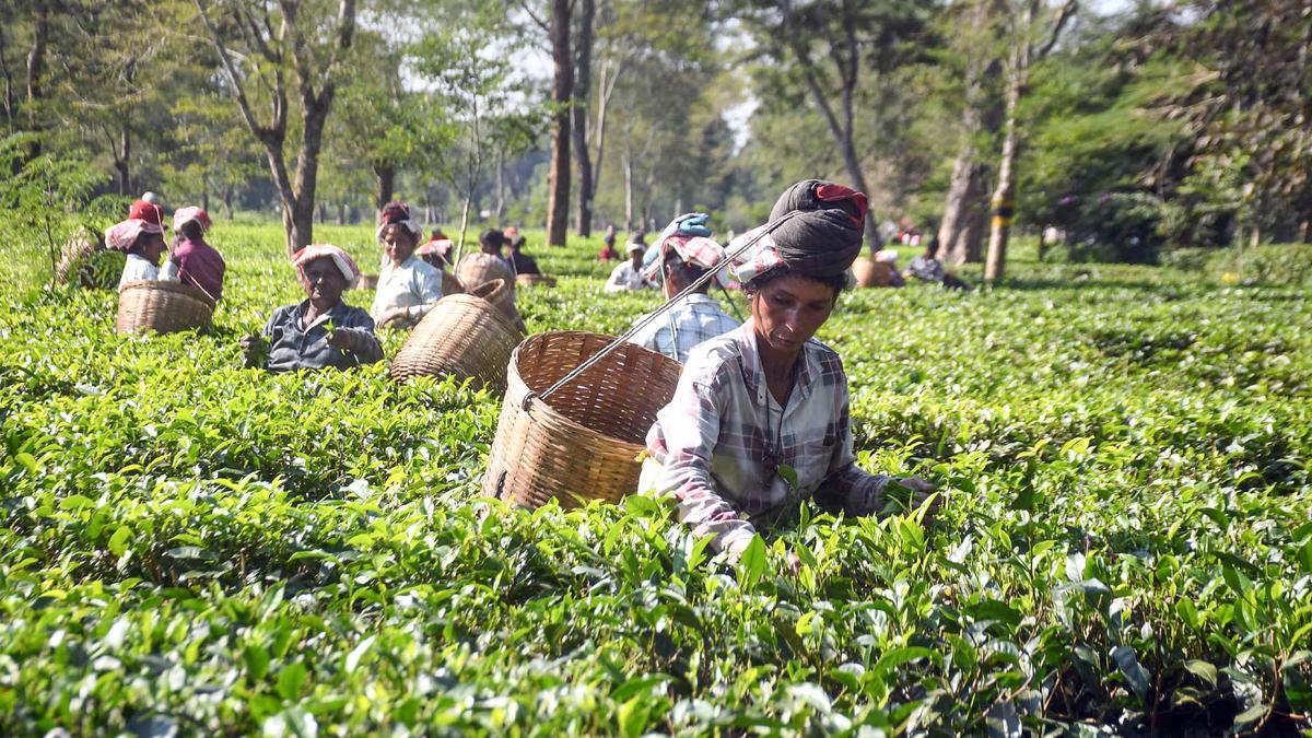 West Asia crisis hurting Indian tea exporters