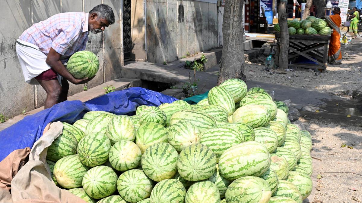 Watermelon arrives ahead of summer in Erode