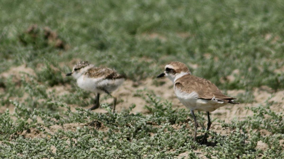 Hanuman Plover breeding sites in T.N. bring ray of hope as species status reinstated after 86 years