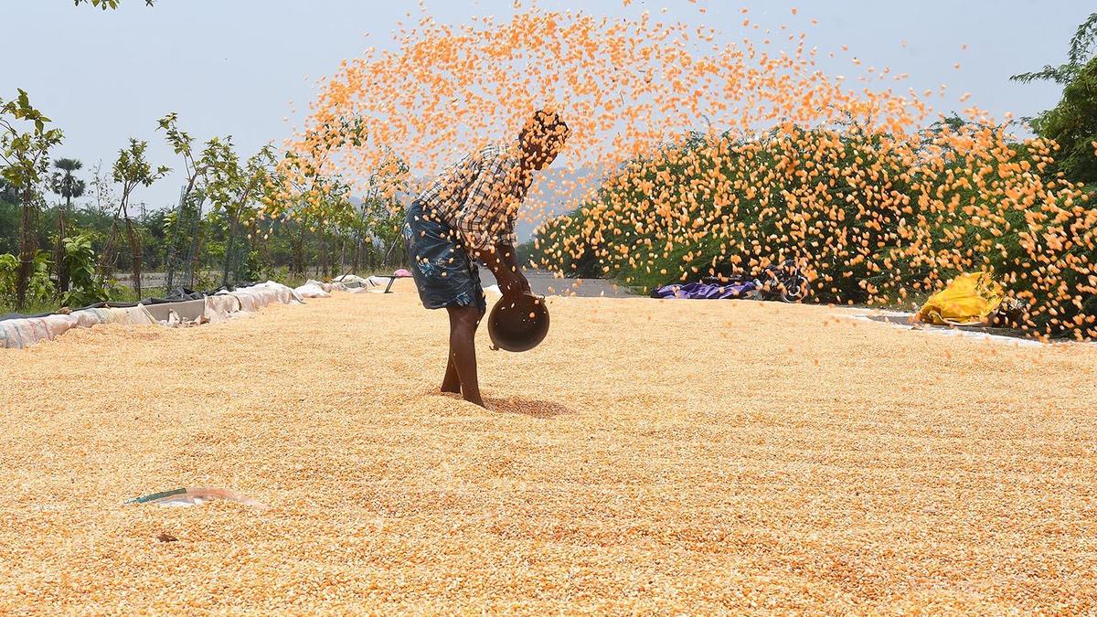 Cyclone Montha | Farmers should not face losses: Telangana CM