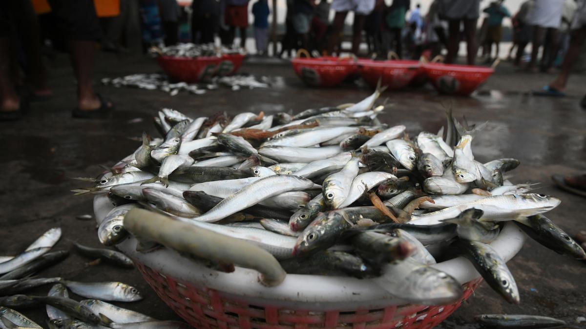 Why spiralling price of oil sardines is triggering mock protests online in Kerala