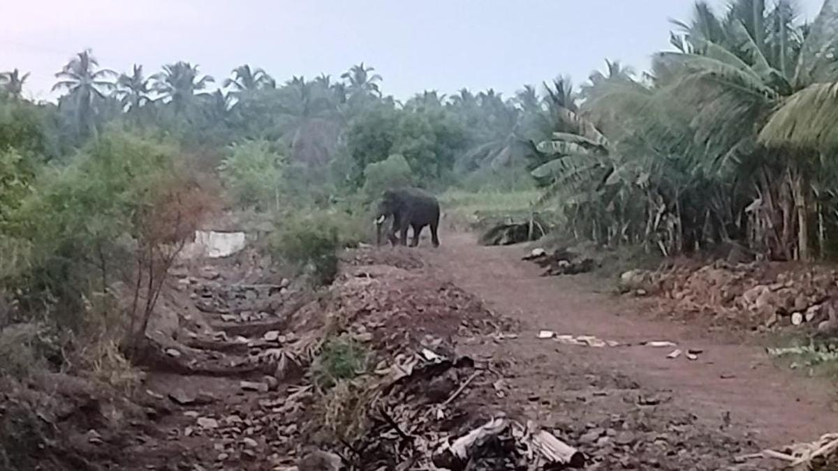 Wild elephant enters farmland in Erode, chased away into forest