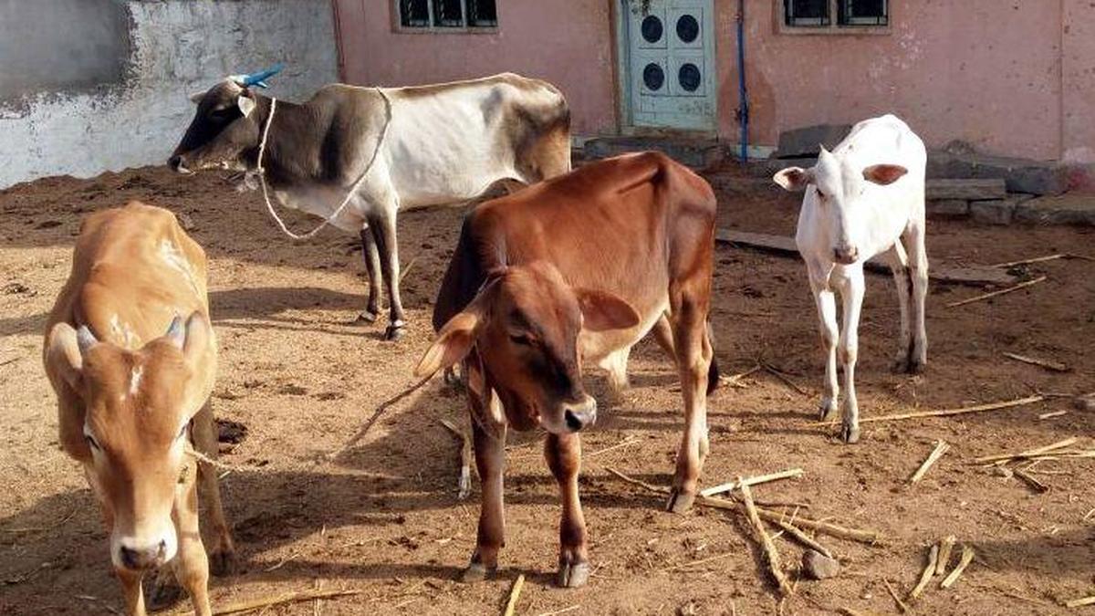 Three persons booked for illegal slaughter of cattle