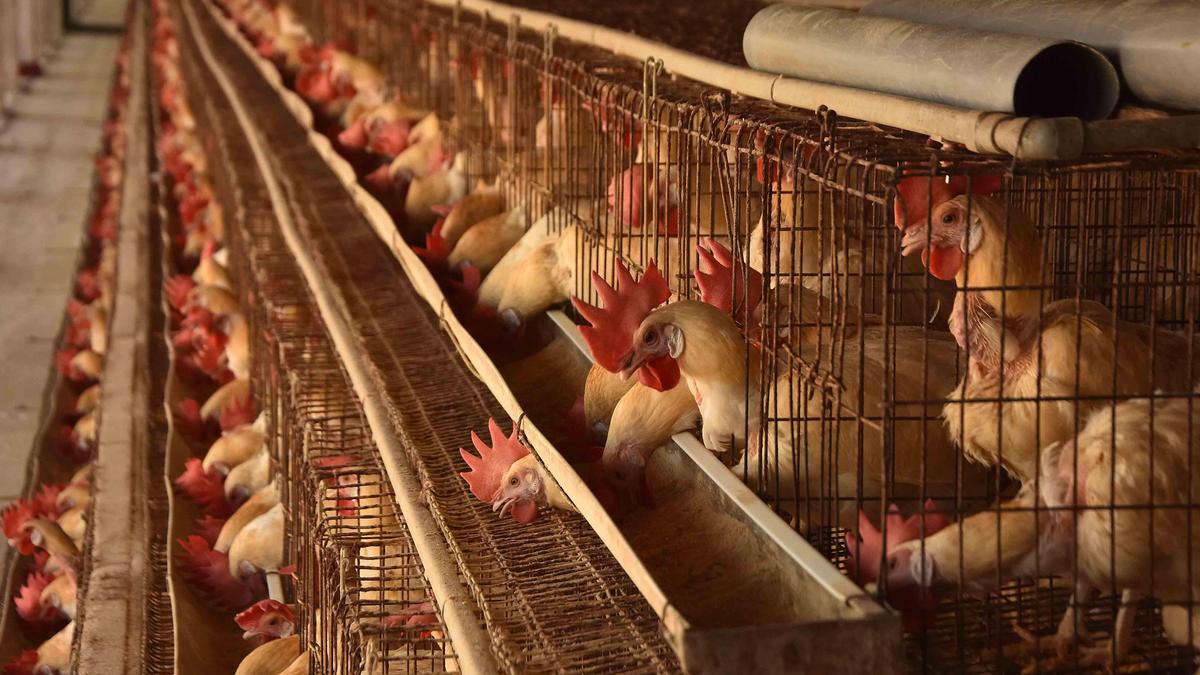 Bird flu confirmed in two villages of Annamayya district in Andhra Pradesh