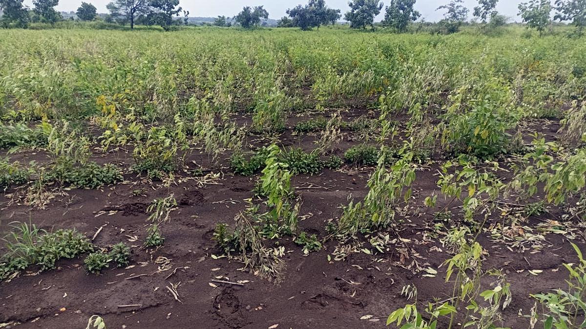 Between spells of drought and untimely rain, pulses take a hit in Karnataka