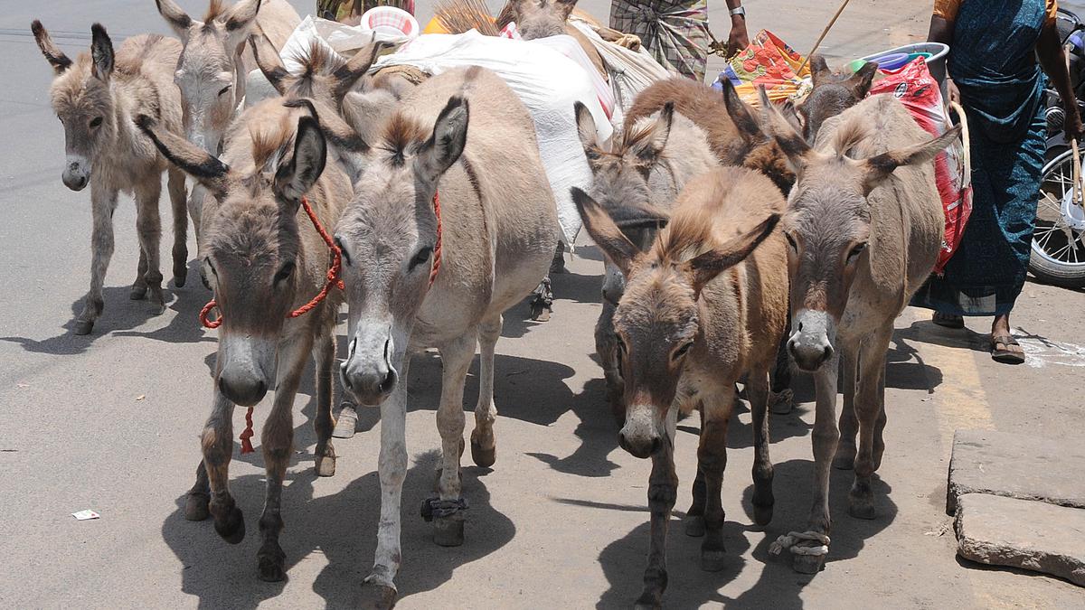 Donkey population declining at an alarming rate in Tamil Nadu, say experts