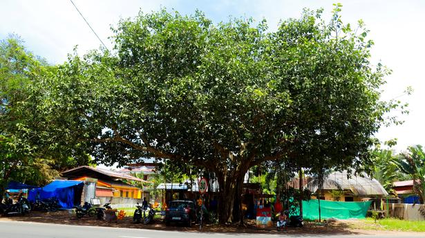 सड़क चौड़ीकरण के लिए काटे जाने को तैयार बरगद का पेड़, मिल सकता है नया जीवन