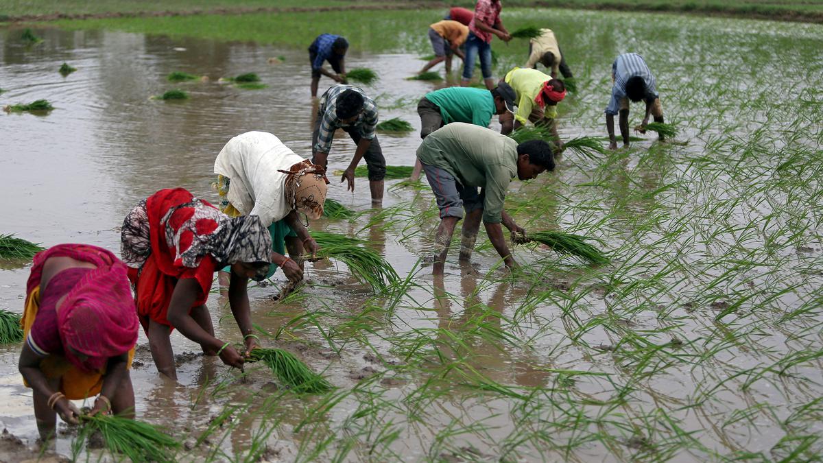 Government says India's rice production may fall by 10-12 million tonnes in Kharif season this year