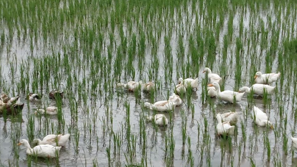 Integrated rice farming cuts emissions, lifts yields, shows a study by rice research institute