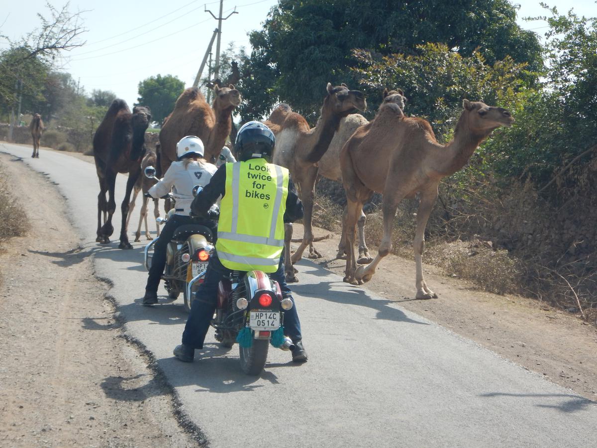 The different types of traffic one can expect on a bike trip to Rajasthan