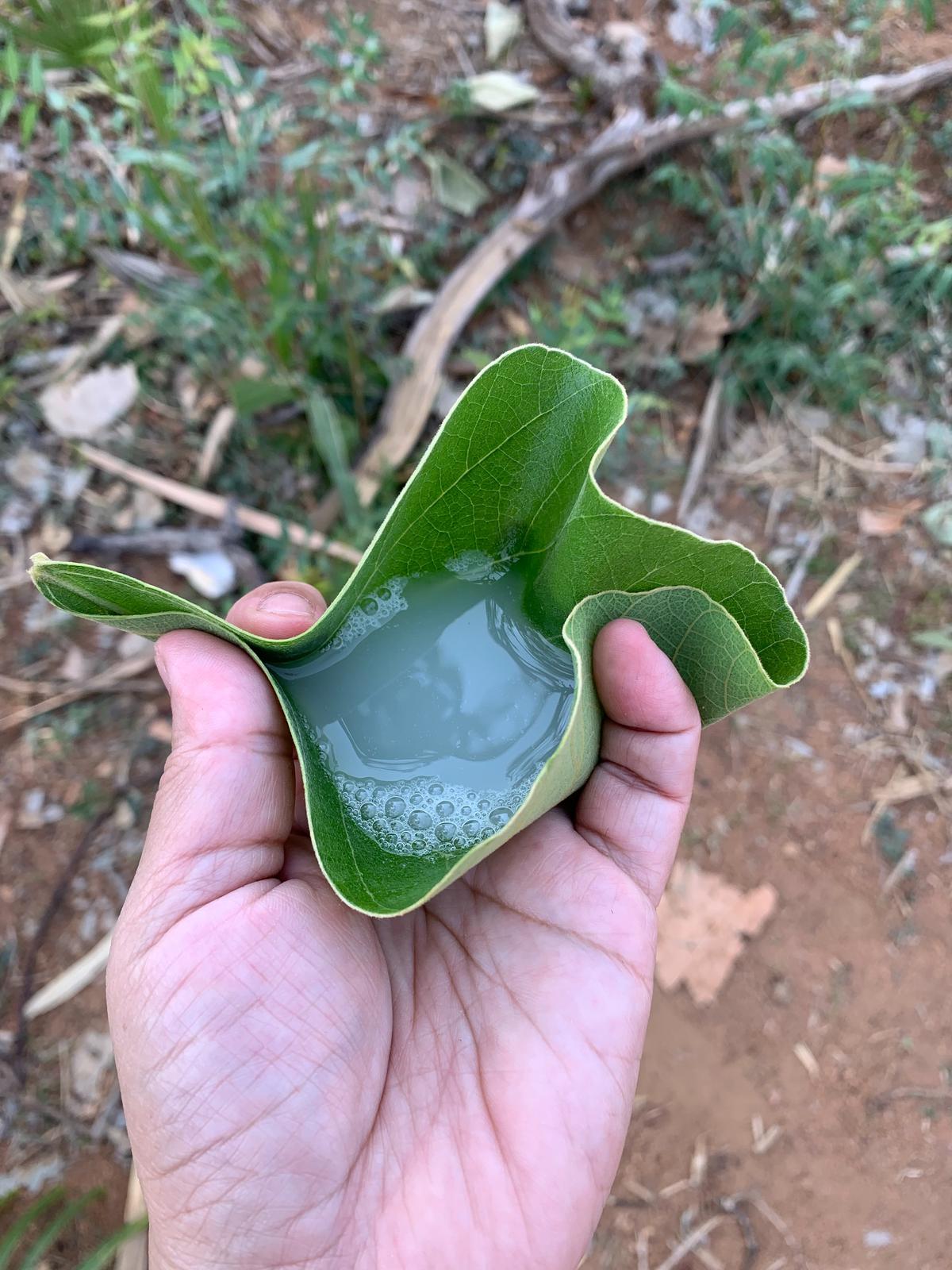 Kallu served in a leaf, as eco-friendly as it gets. This is one of the ways of drinking kallu at toddy huts