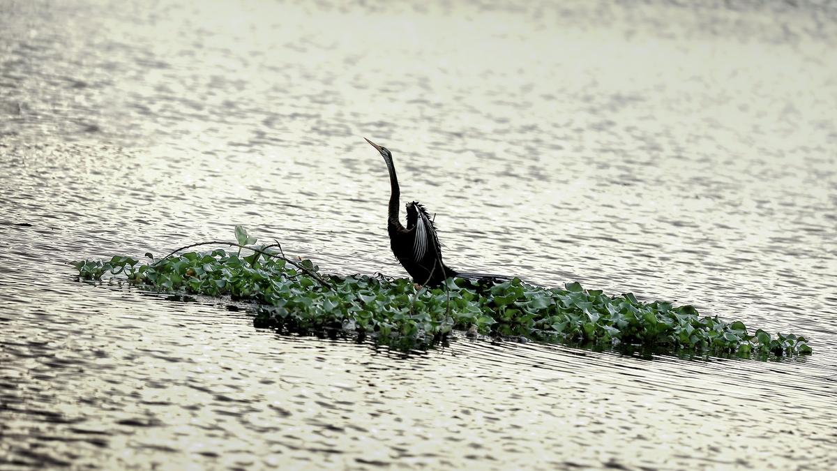A photo exhibition held in Kochi highlighted birds commonly found in Kerala