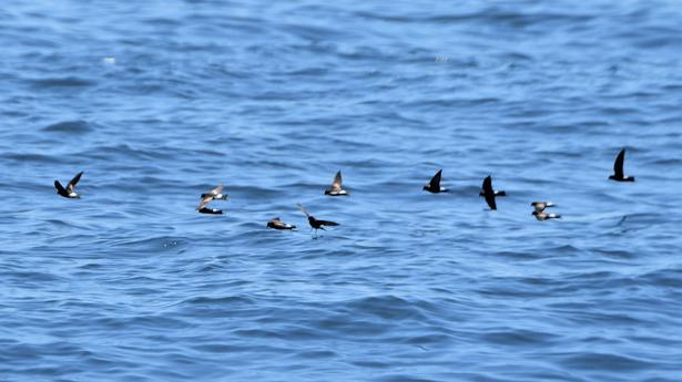 Birders find a rare flock of Wilson’s Storm Petrels off Alappuzha coast