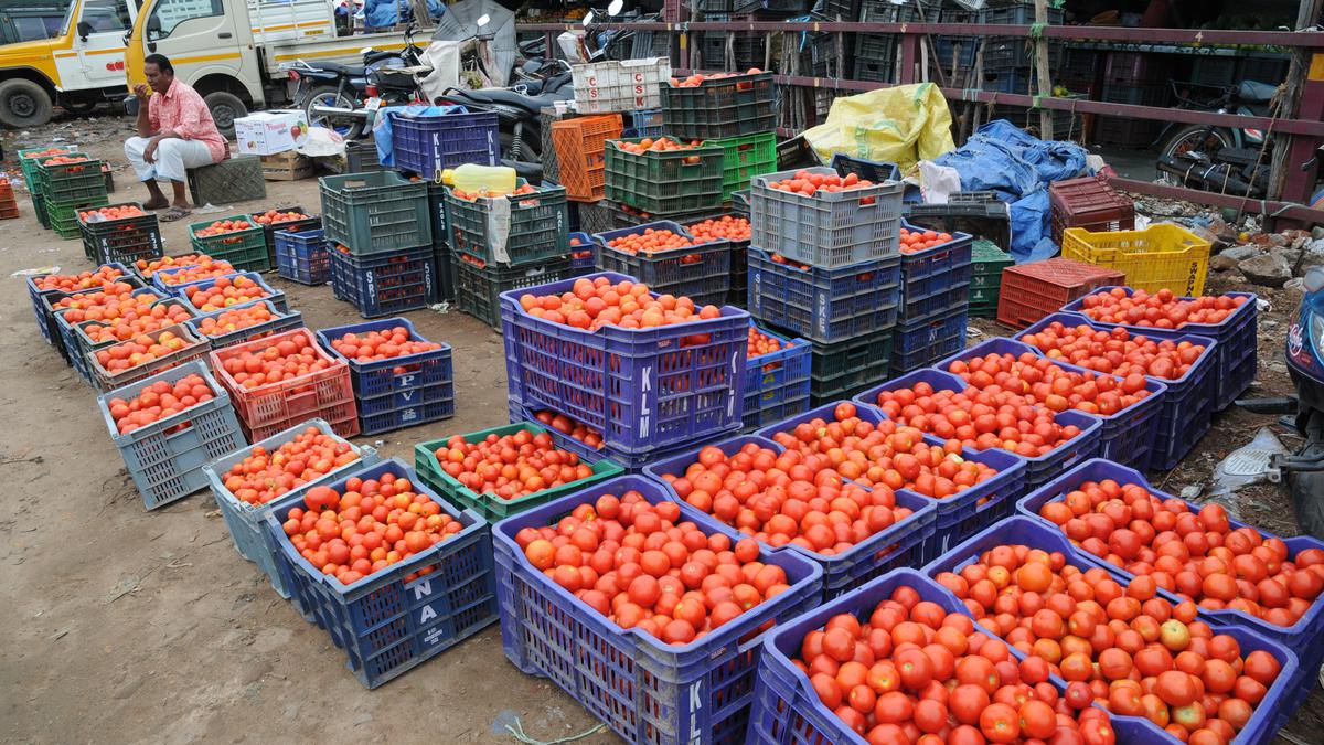 Tomato price drops as arrival increases in Erode
