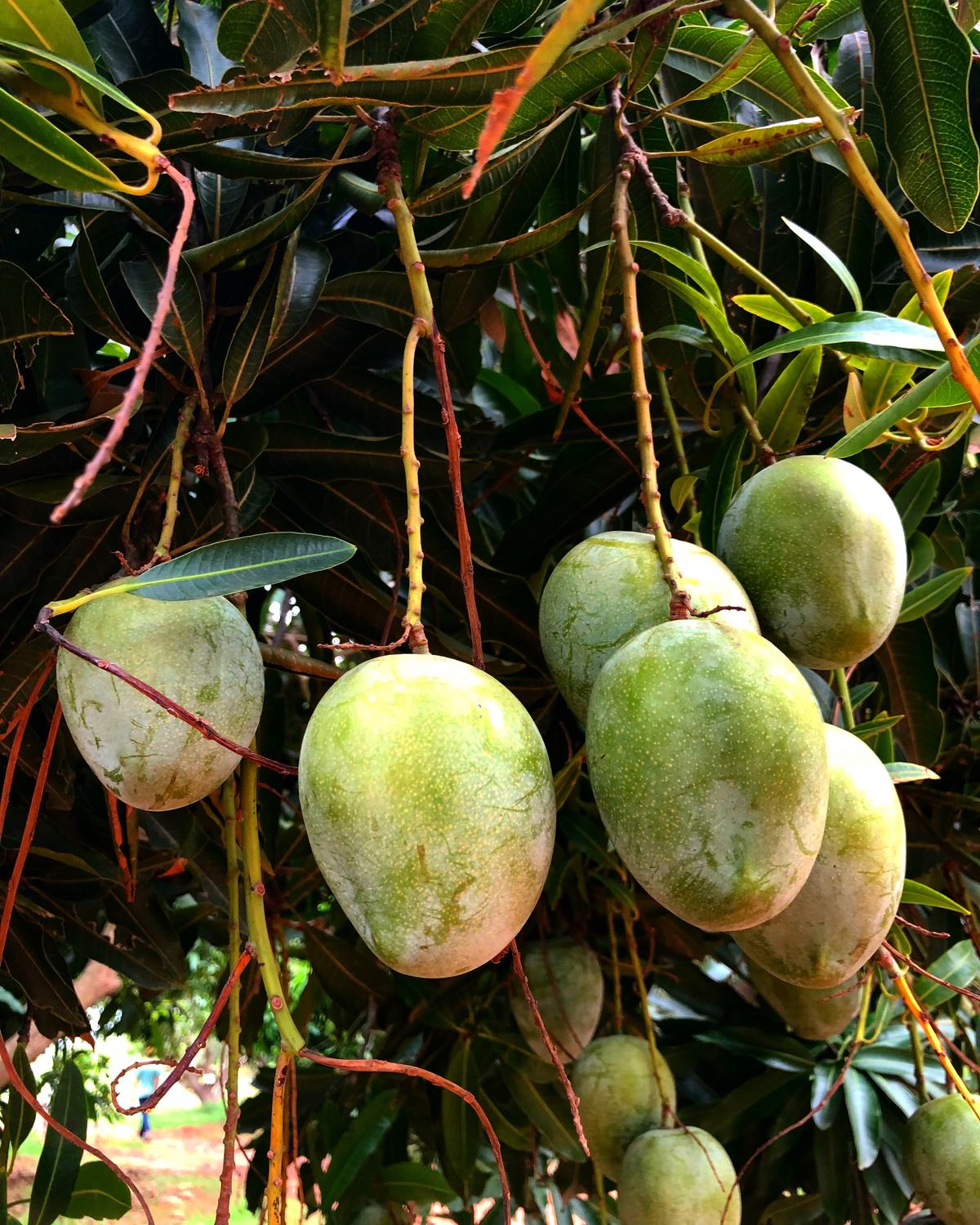 Organic mangoes from Cholayil farms, Vengal village.