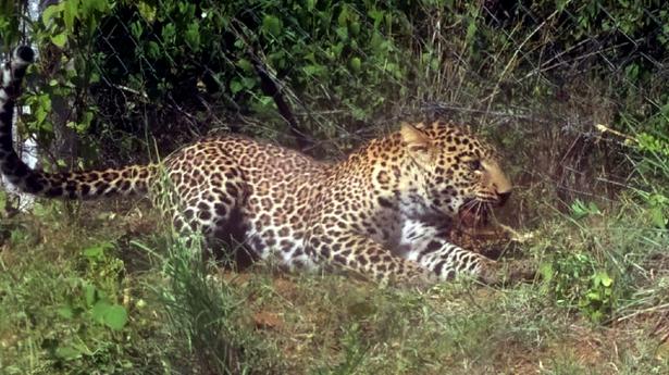 Leopard attacks forest official in Theni district