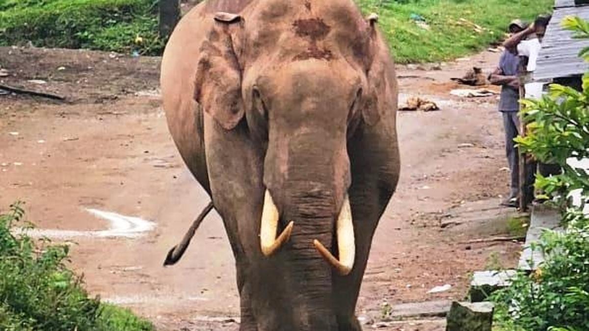 Tusker Padayappa attacks ration shop, eats rice