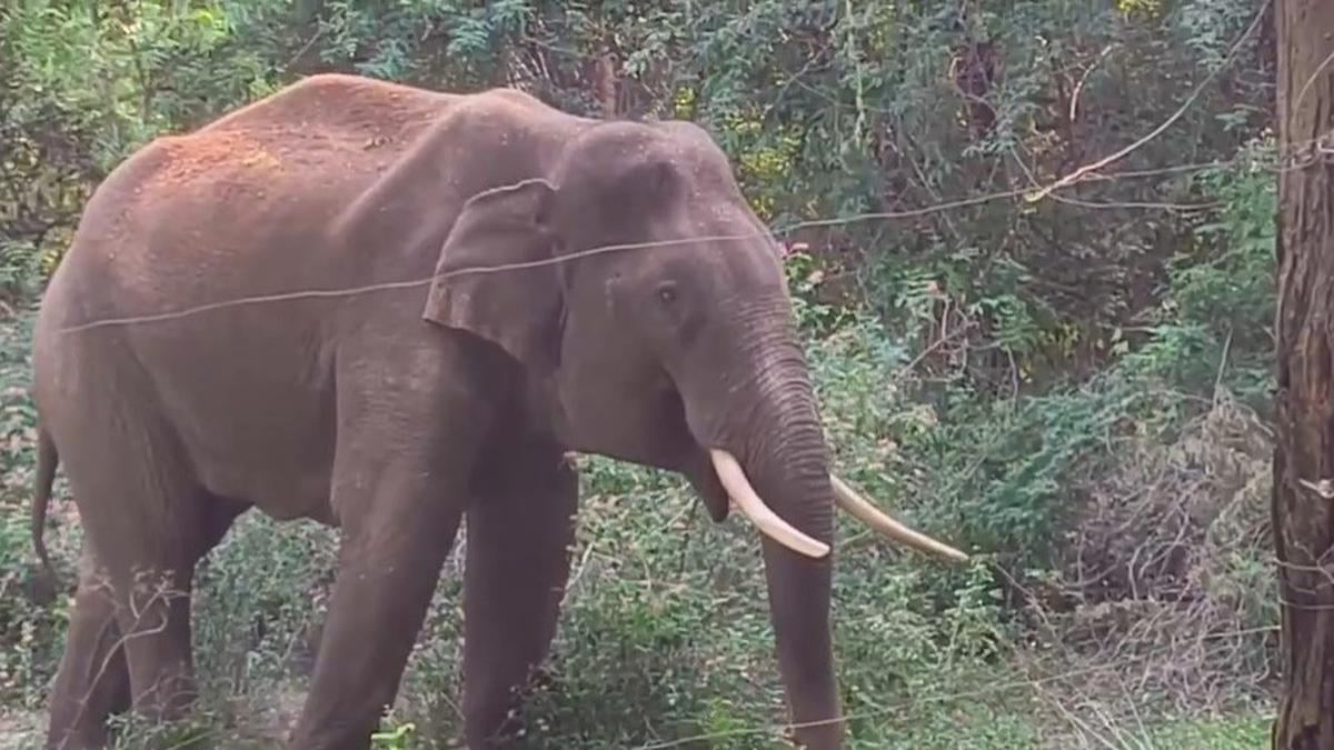Wild elephant tramples 75-year-old woman to death at Malakkappara in Kerala’s Thrissur