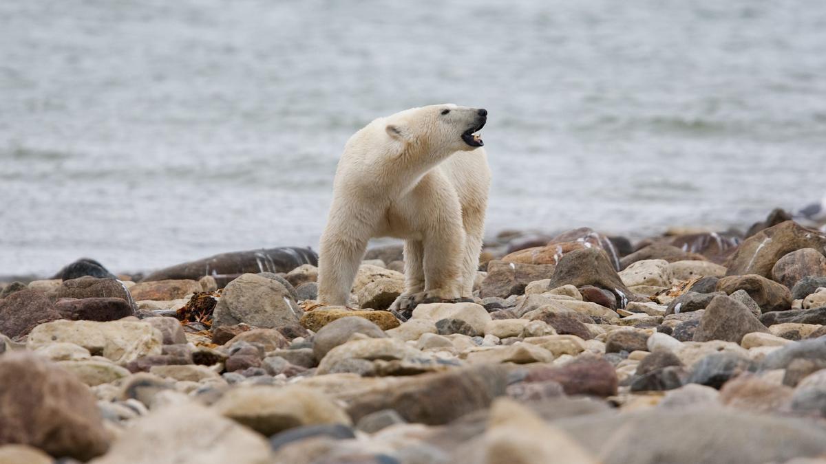 International Polar Bear Day: Exploring the polar bear capital of the world  - Statistics Canada