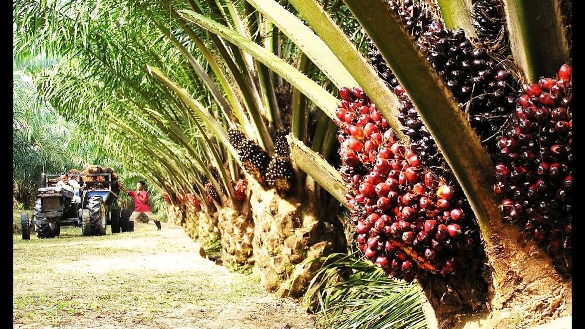 With surging demand, India emerges as Malaysia’s largest importer of germinating oil palm seeds