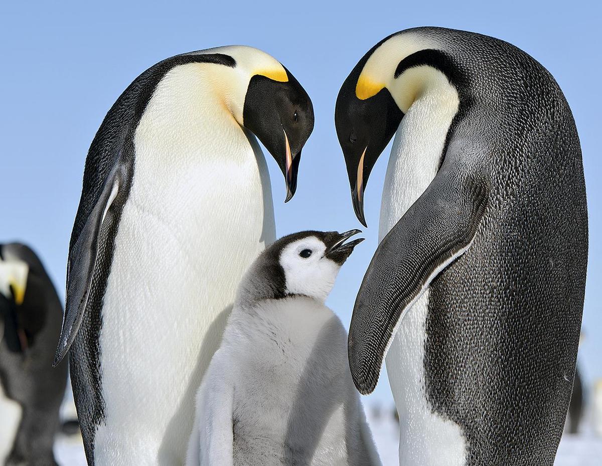 thehindu.com - Vasudevan Mukunth - What are sentinel species?