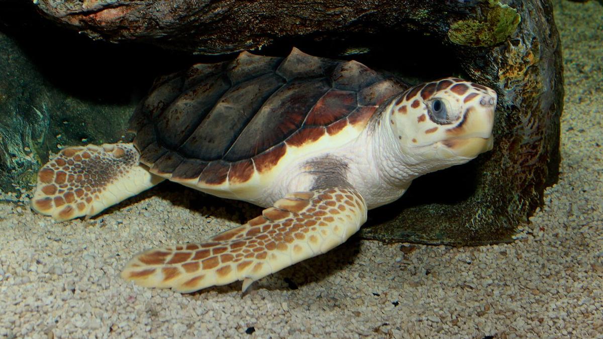 Loggerhead turtles face four-pronged threats due to climate change