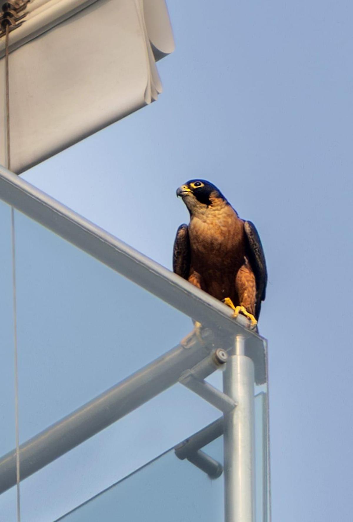 कोच्चि में मादा शाहीन बाज़