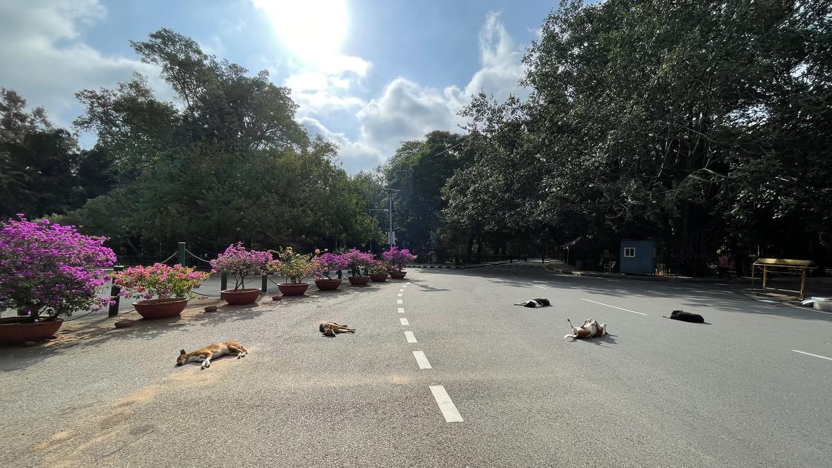 Stray dog menace: Some leaders want Karnataka govt. to flag issue with Supreme Court