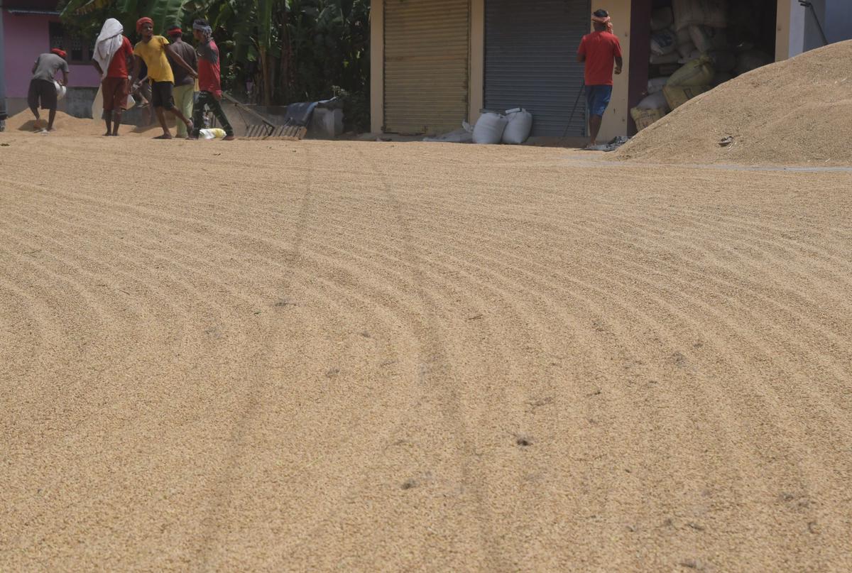  Workers drying and packing paddy at the stockyard at Palakkad on Tuesday. Paddy farmers move court against the new system that they should apply for a loan from Kerala Bank to get their payment for the paddy procured by the Supplyco. 