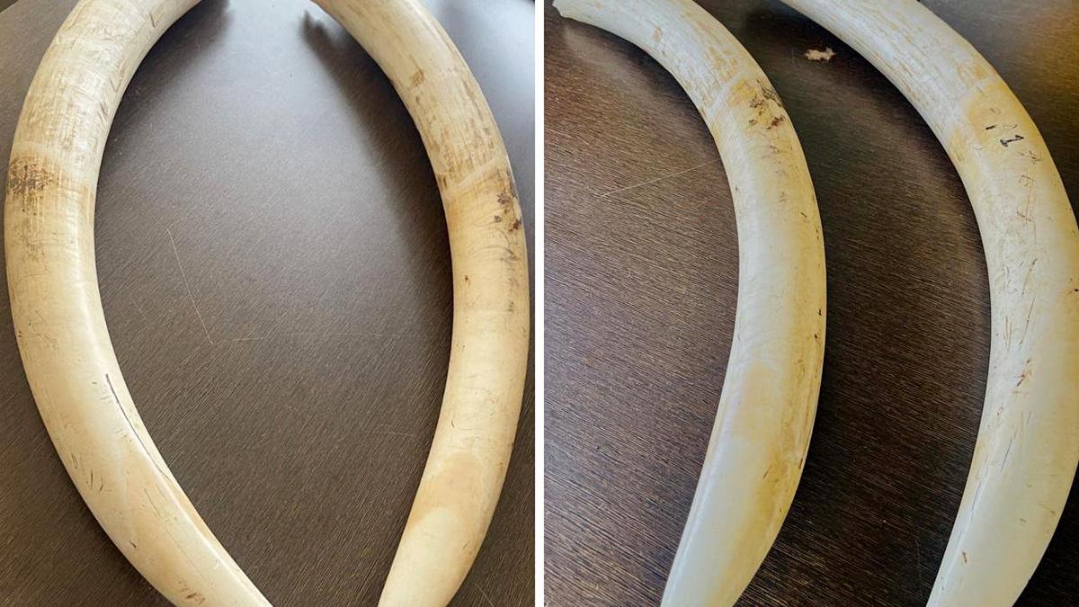 DRI unearths illegal elephant tusk trade in Bengaluru, arrests seven