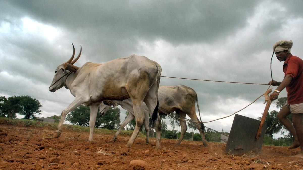 AAP points out that ₹13.5 crore drought relief for Mysuru district translates to ₹375 per farmer