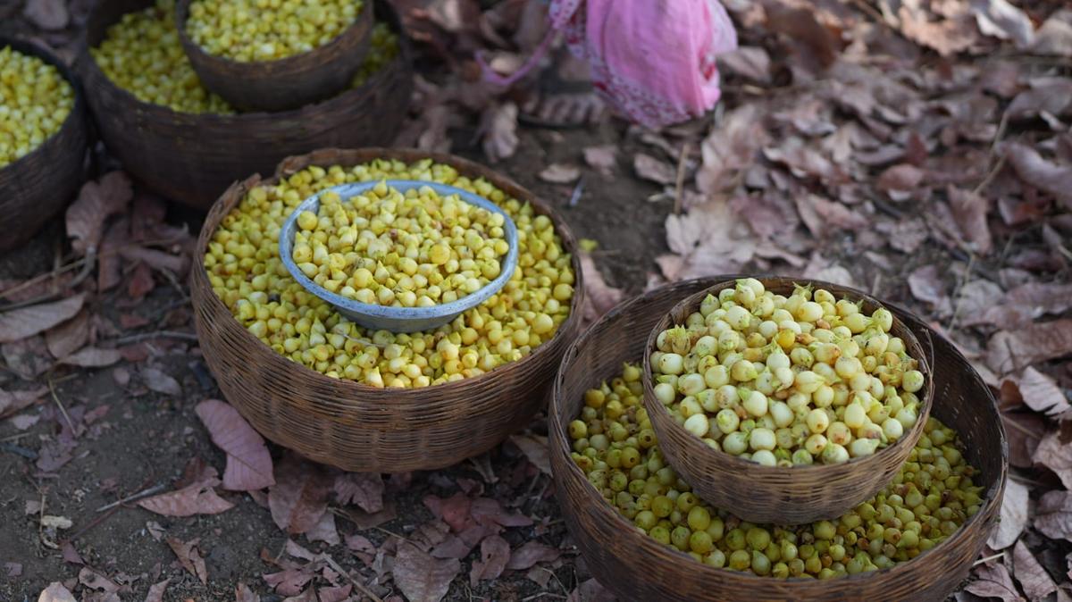Ippapuvvu (Mahua) flower. Ippapuvvu (Mahua) flower.