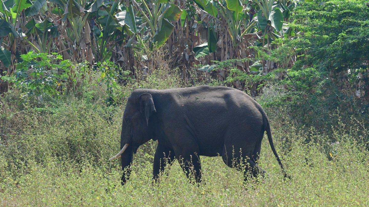 Wild elephant enters human habitation at Perur near Coimbatore; man injured