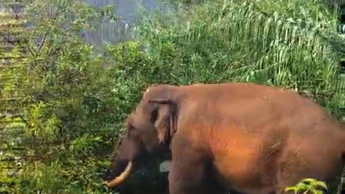 Forest dept. to implement ₹14.94-cr. project for man-animal conflict mitigation under High Range Circle